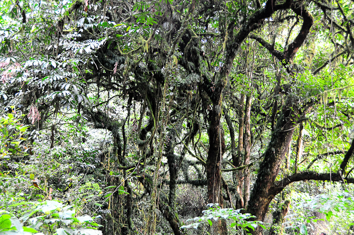 091 - Bwindi Impenetrable Forest DSC_0994